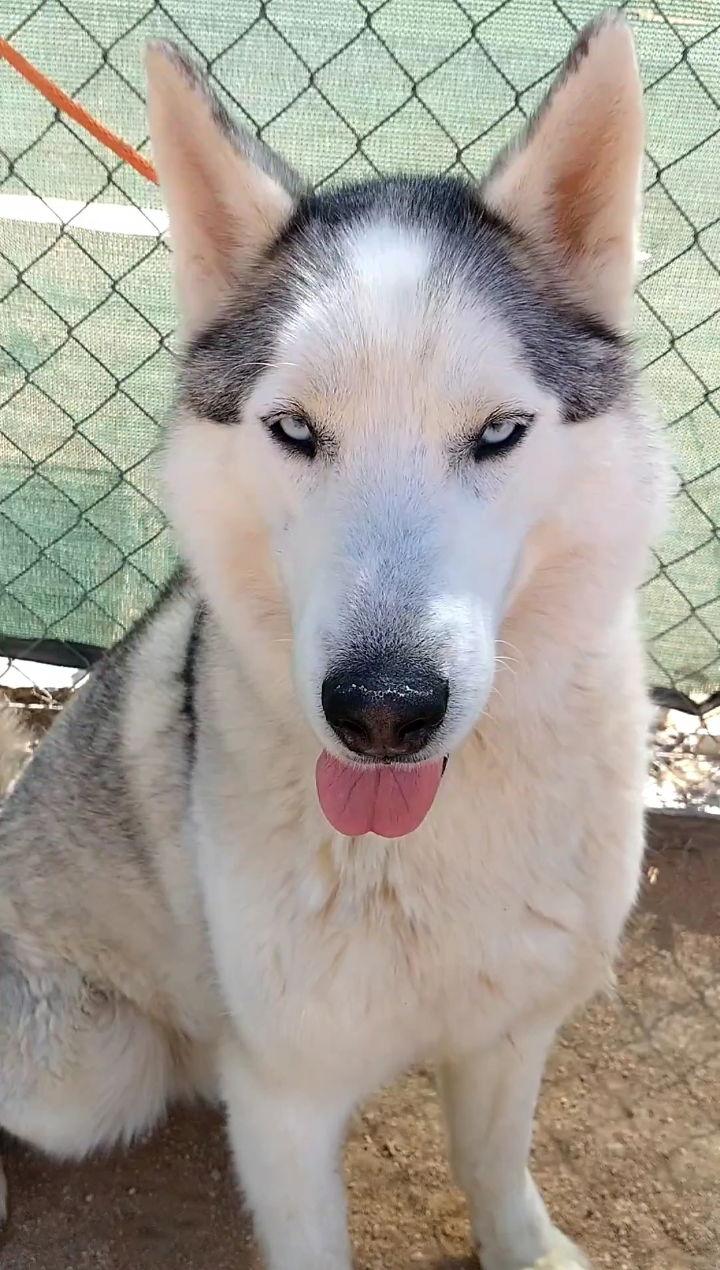 Lobo -, a Adoptable Siberian Husky in Apple Valley, CA image 3/3