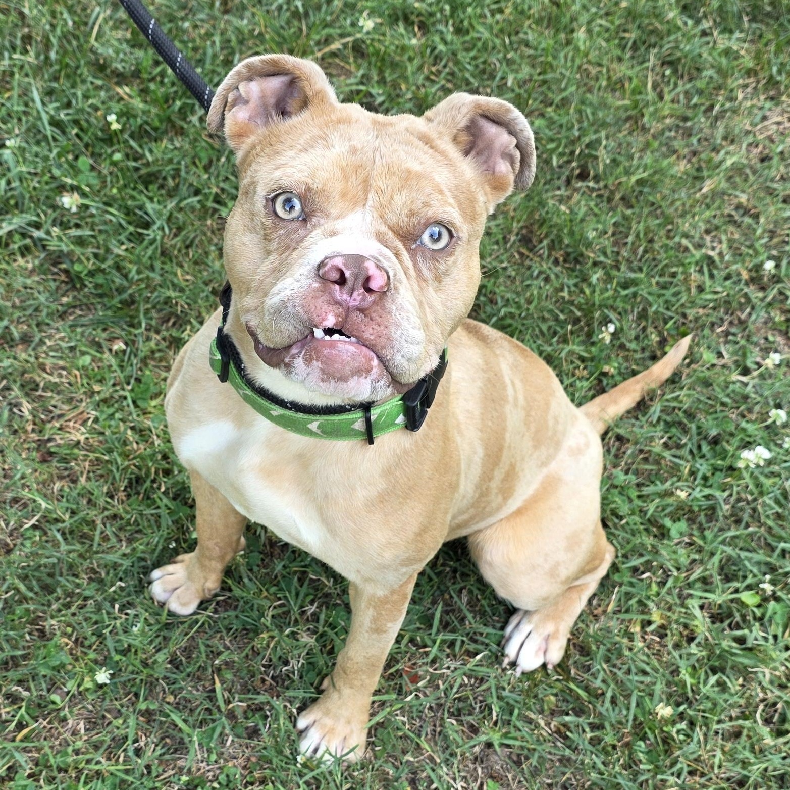 Loreli, ADOPTABLE, Adult Female Mixed Breed.