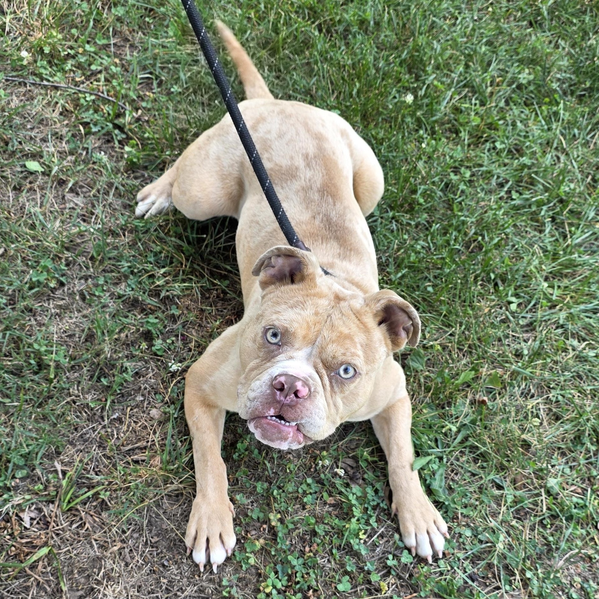 Loreli, a ADOPTABLE Mixed Breed in Greensboro, NC image 3/6