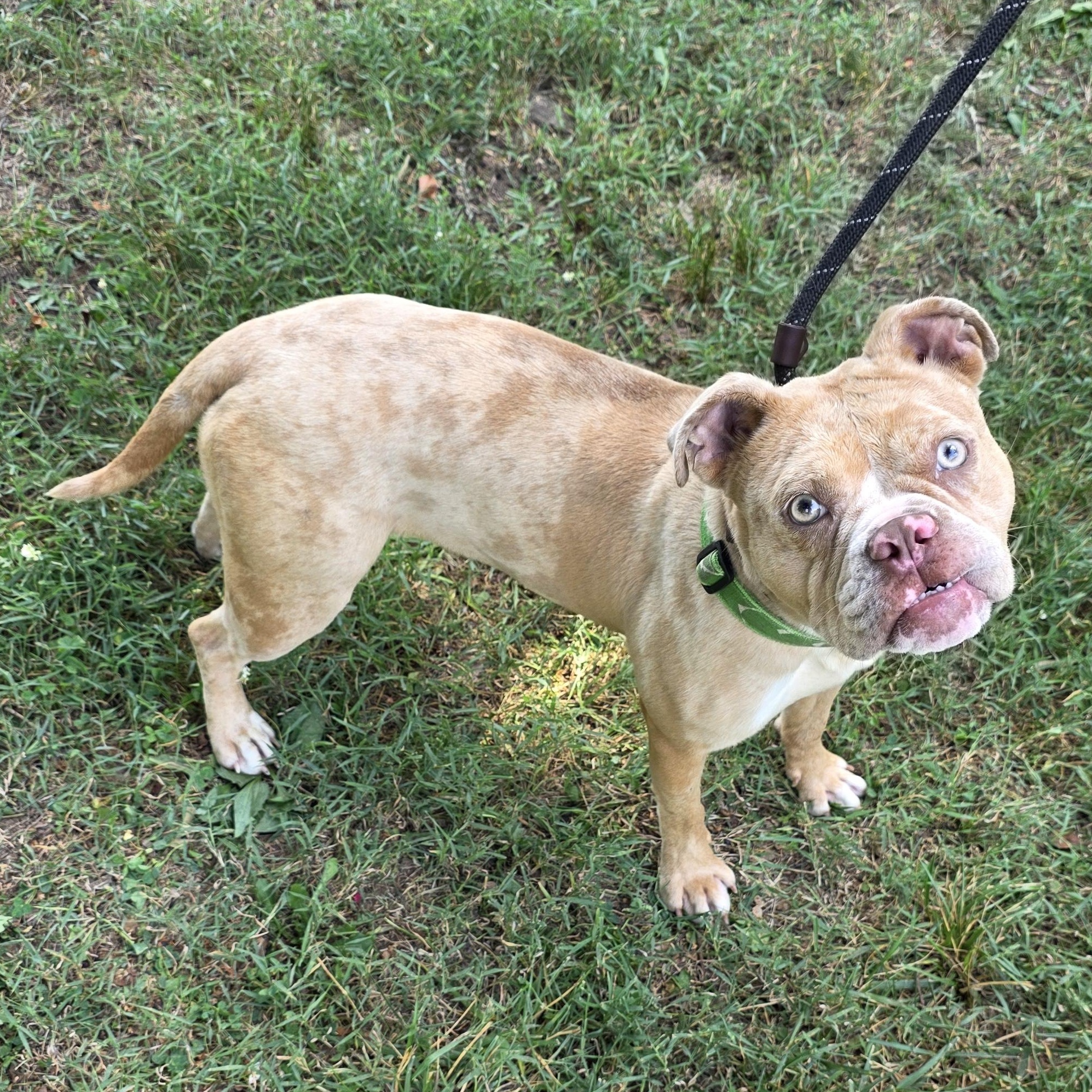 Loreli, a ADOPTABLE Mixed Breed in Greensboro, NC image 5/6