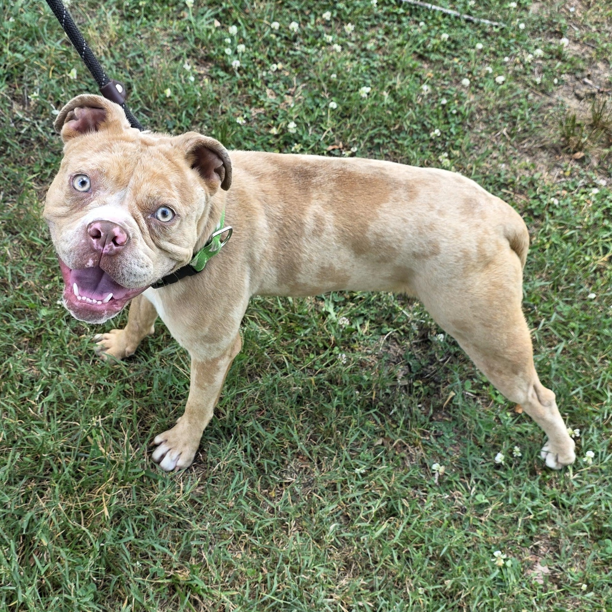Loreli, a ADOPTABLE Mixed Breed in Greensboro, NC image 2/6