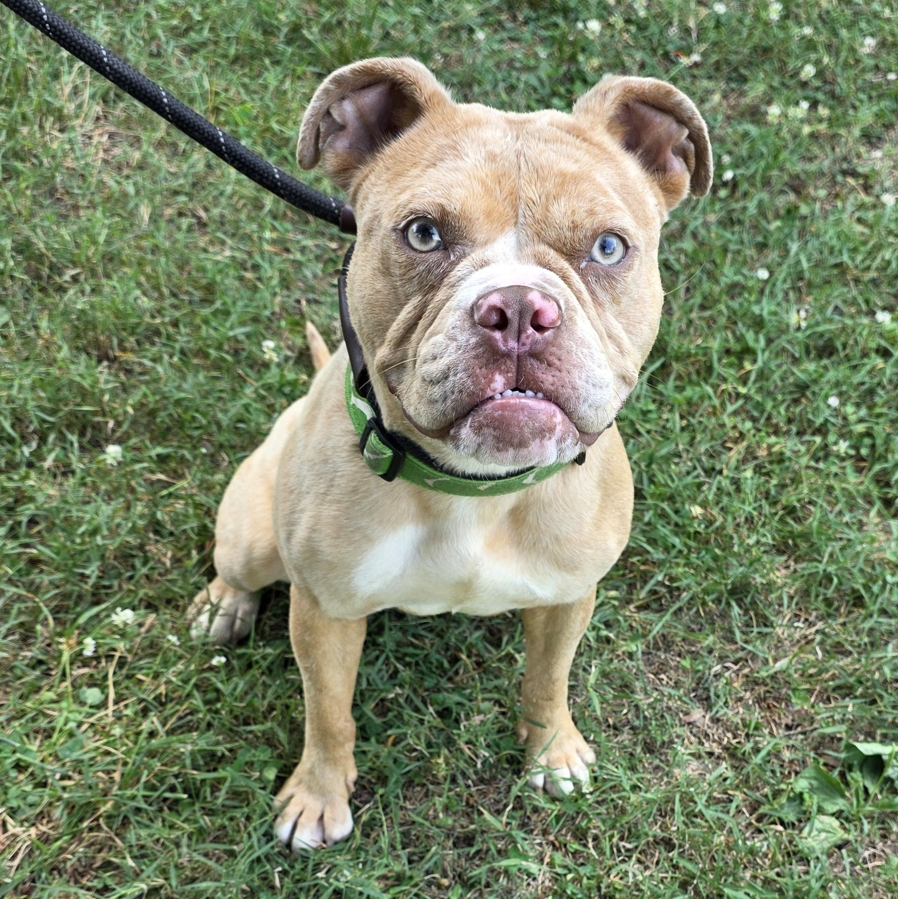 Loreli, a ADOPTABLE Mixed Breed in Greensboro, NC image 4/6