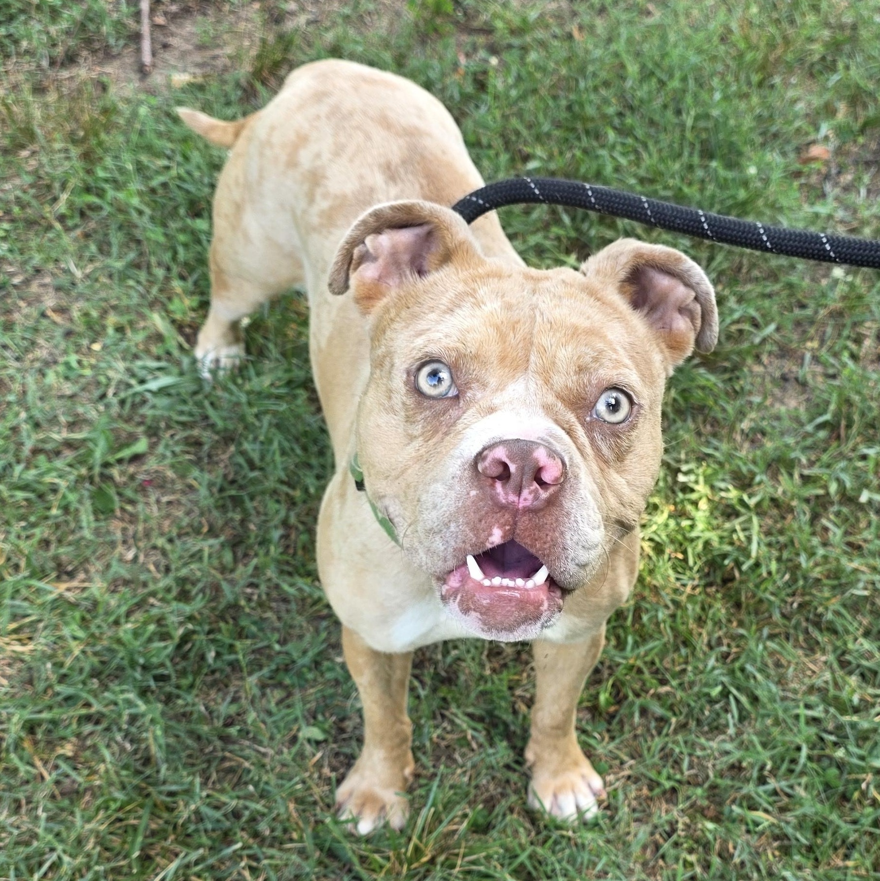 Loreli, a ADOPTABLE Mixed Breed in Greensboro, NC image 6/6