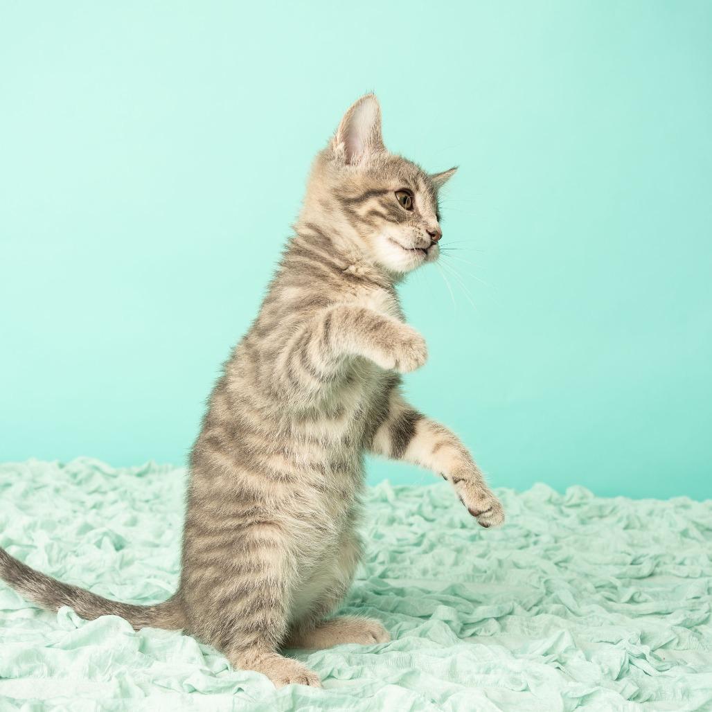 Mona Lisa, a Adoptable Domestic Short Hair in St. Paul, MN image 1/6