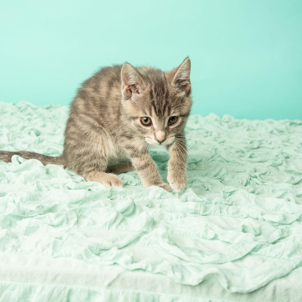 Mona Lisa, a Adoptable Domestic Short Hair in St. Paul, MN image 2/6