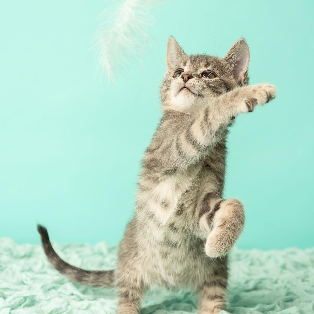 Mona Lisa, a Adoptable Domestic Short Hair in St. Paul, MN image 3/6