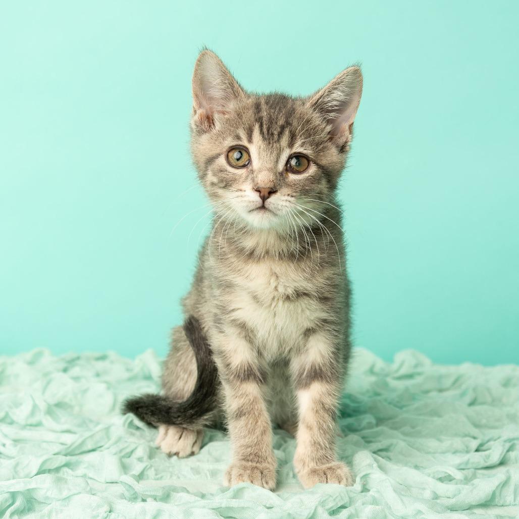Mona Lisa, a Adoptable Domestic Short Hair in St. Paul, MN image 4/6