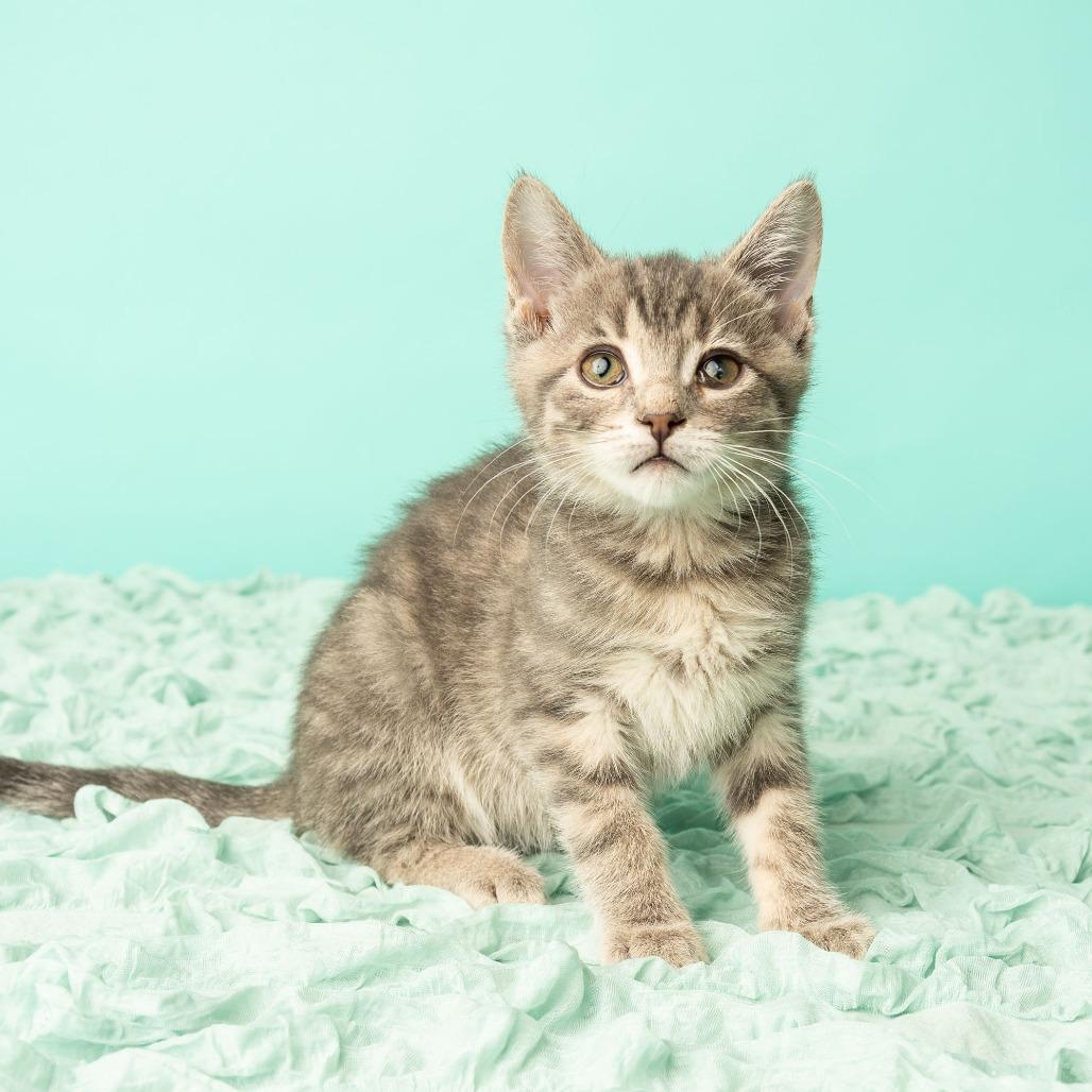 Mona Lisa, a Adoptable Domestic Short Hair in St. Paul, MN image 5/6