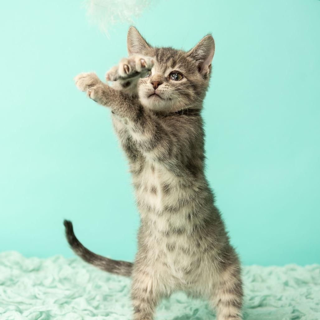 Mona Lisa, a Adoptable Domestic Short Hair in St. Paul, MN image 6/6