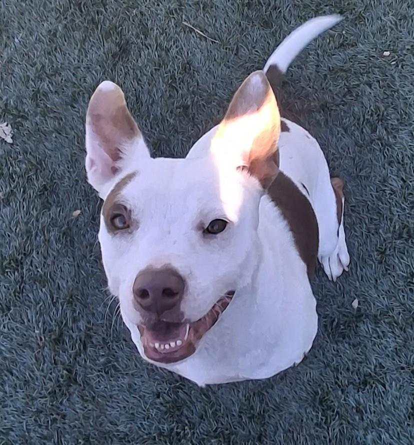 Peaches, Adoptable, Adult Female Terrier.