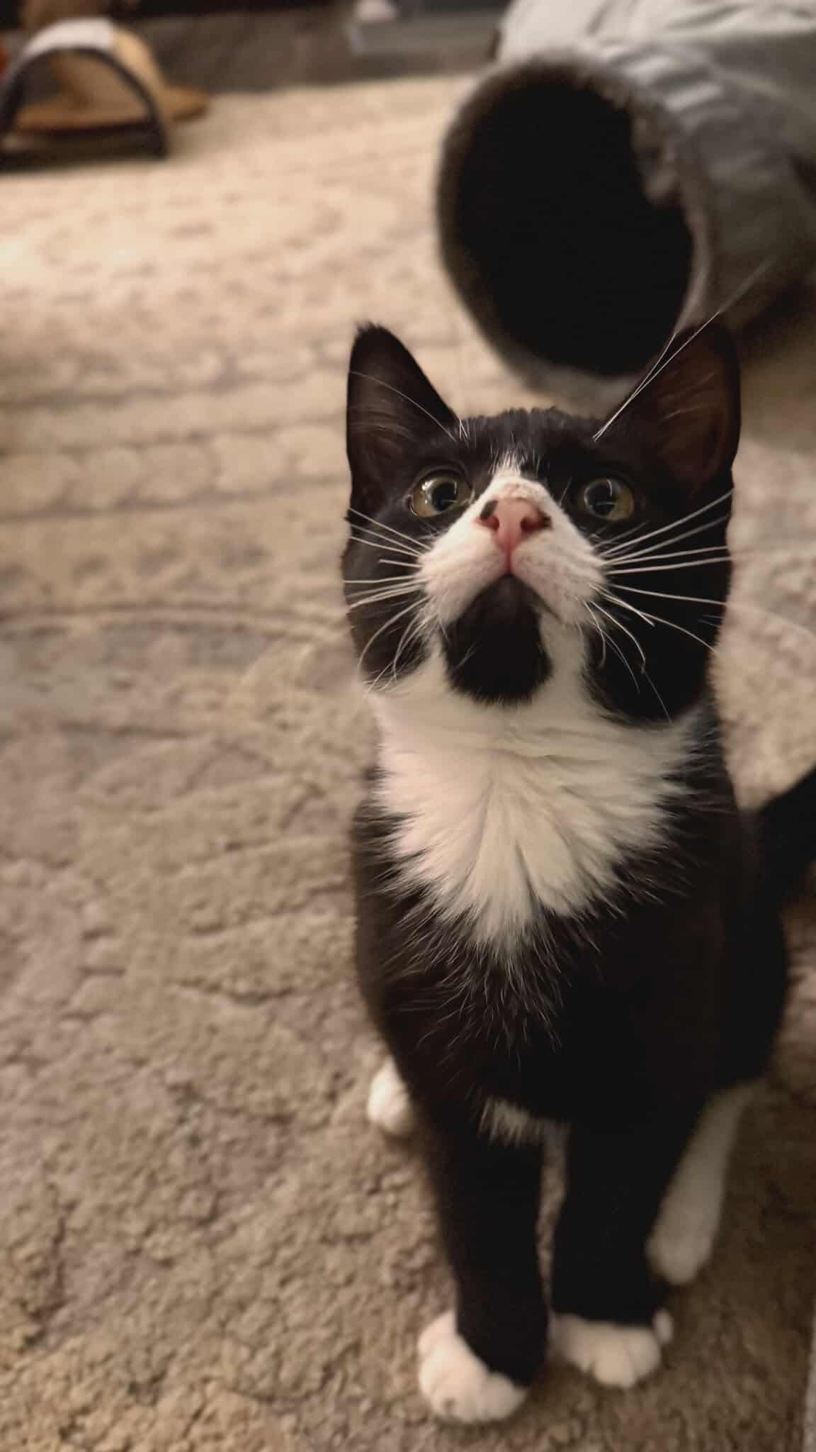 Photo of Baby Male Domestic Short Hair Black & White / Tuxedo