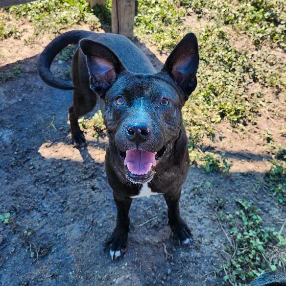 Lee, Adoptable, Adult Male Terrier & Mixed Breed.