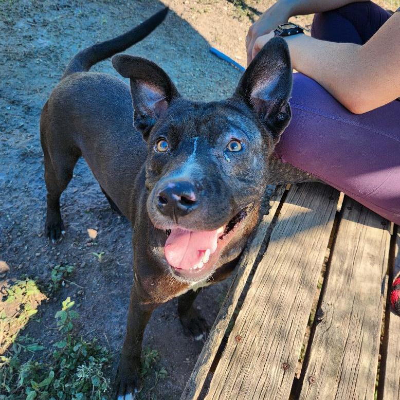 Enlarge Lee, a Adoptable mixed breed in Corpus Christi, TX image 2/6