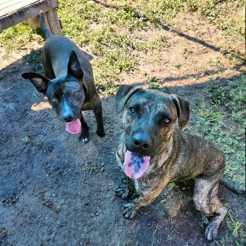 Enlarge Lee, a Adoptable mixed breed in Corpus Christi, TX image 3/6