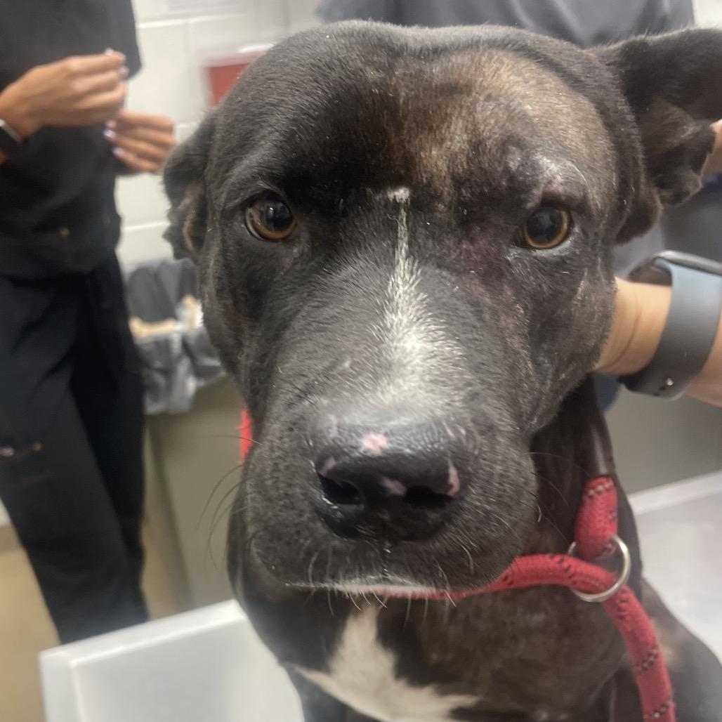 Enlarge Lee, a Adoptable mixed breed in Corpus Christi, TX image 4/6