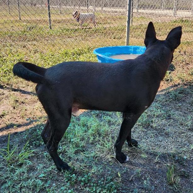 Enlarge Lee, a Adoptable mixed breed in Corpus Christi, TX image 5/6