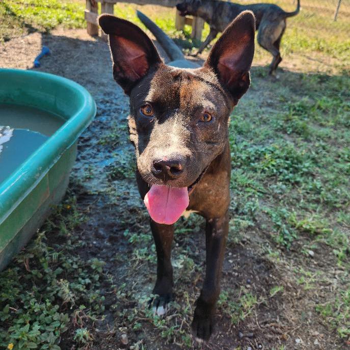 Enlarge Lee, a Adoptable mixed breed in Corpus Christi, TX image 6/6
