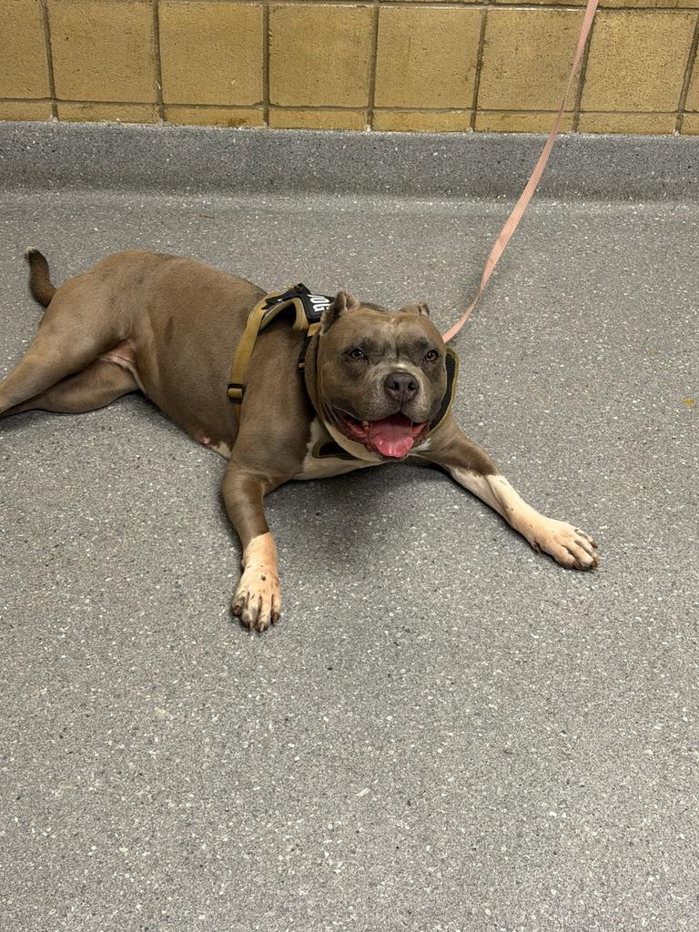 Enlarge Drama, a Adoptable mixed breed in Greenfield, IN image 1/2