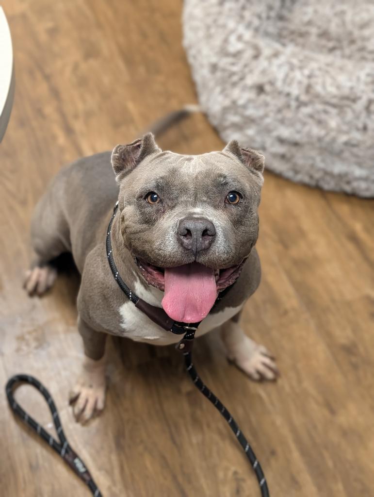 Enlarge Drama, a Adoptable mixed breed in Greenfield, IN image 2/2