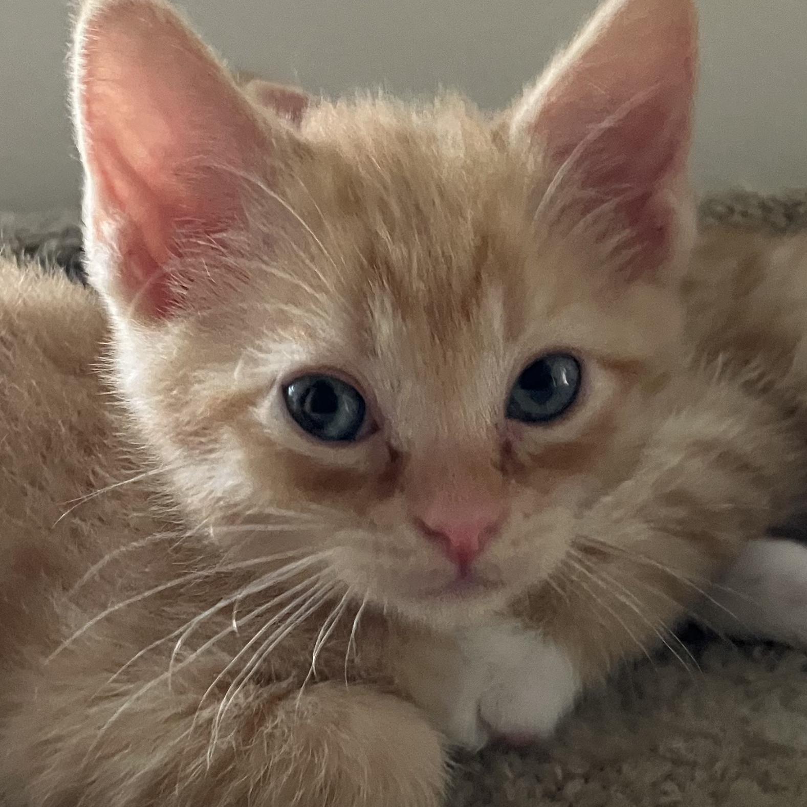 MELON, a Adoptable mixed breed in Columbus, OH image 3/5