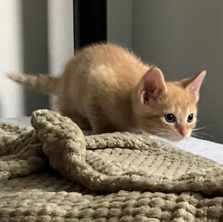 MELON, a Adoptable mixed breed in Columbus, OH image 5/5