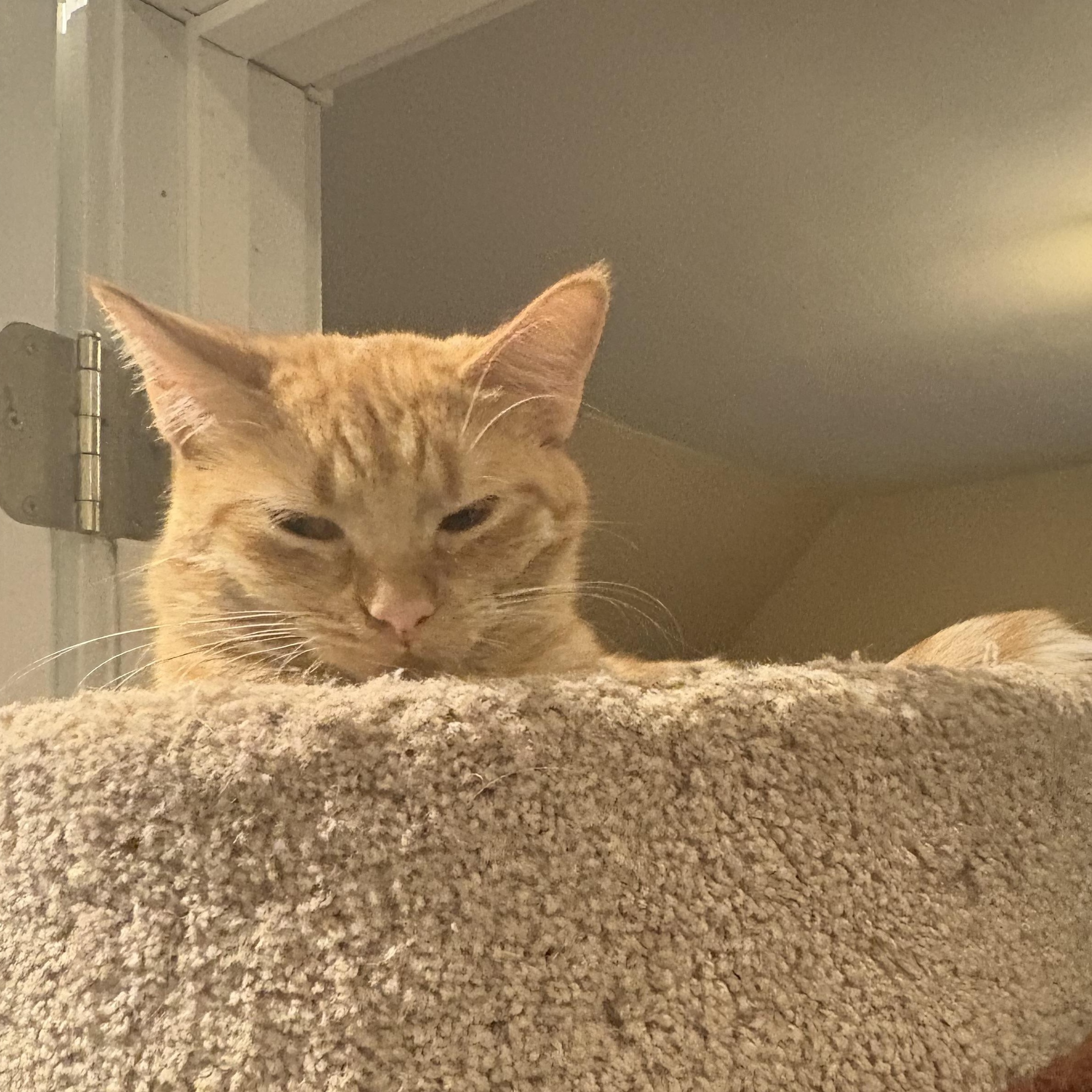 Enlarge MELON, a Adoptable mixed breed in Columbus, OH image 5/5