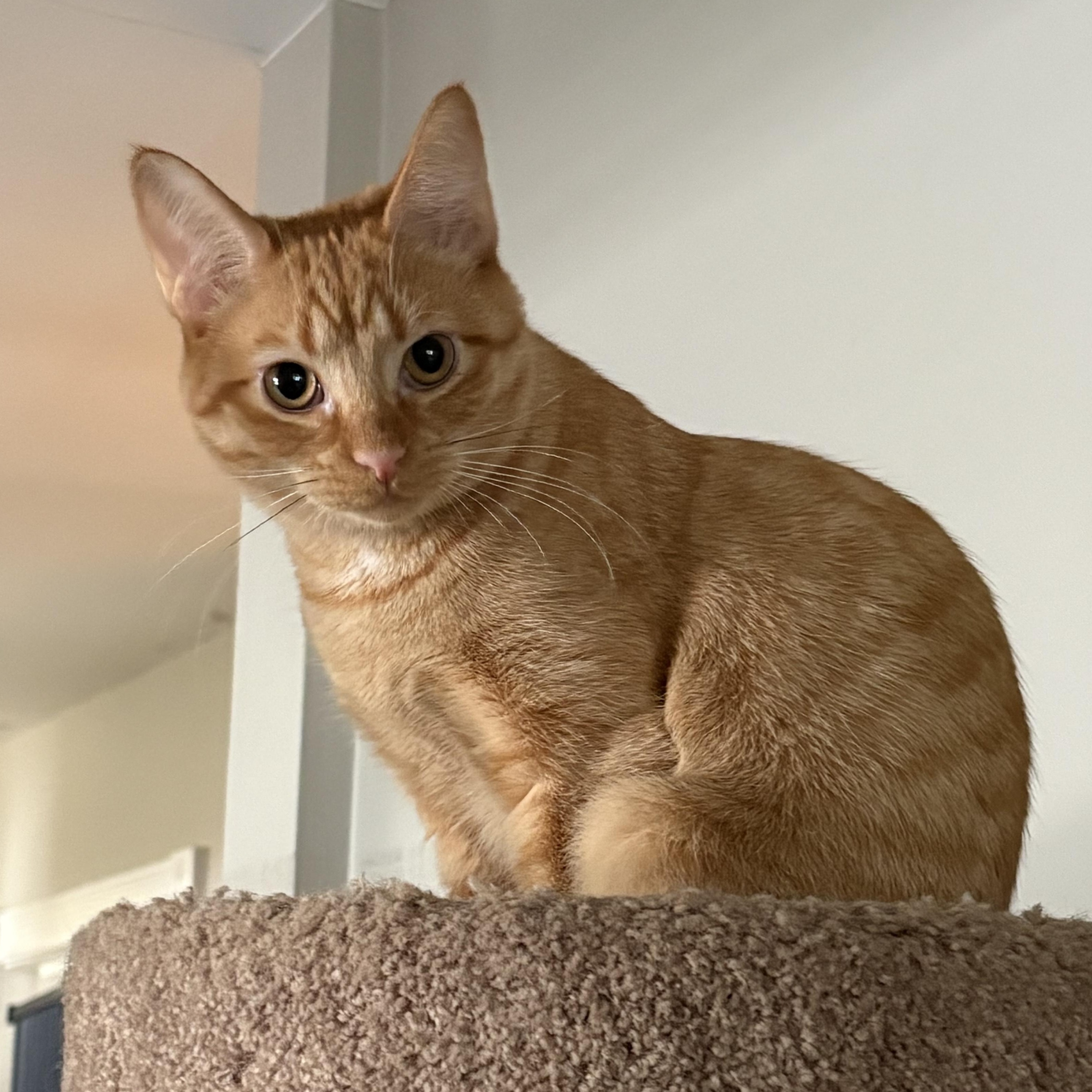 Enlarge MELON, a Adoptable mixed breed in Columbus, OH image 4/5