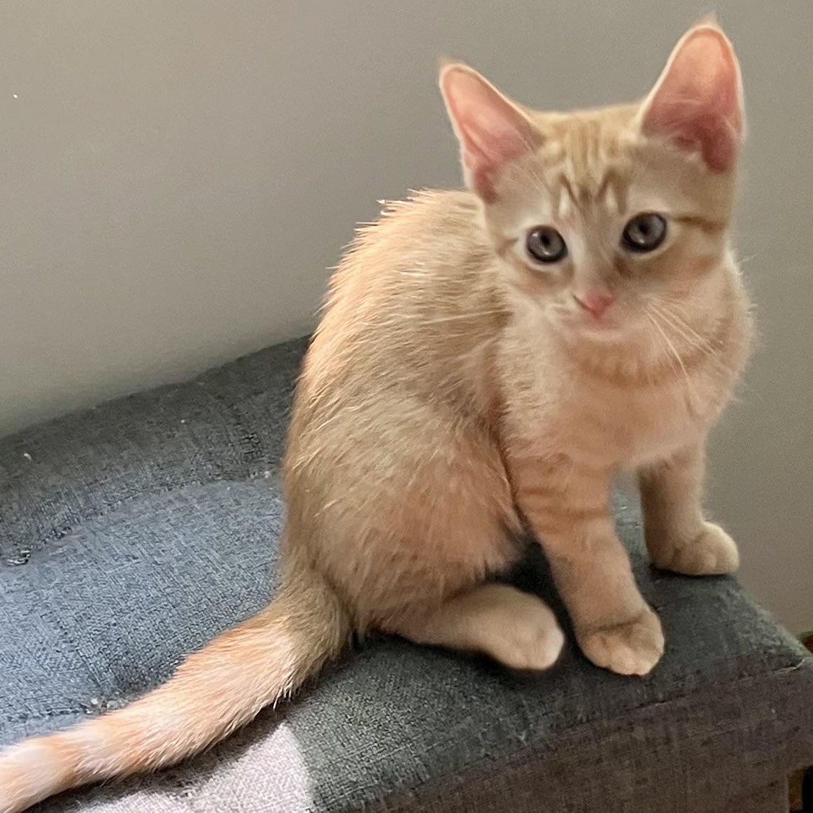 MELON, a Adoptable mixed breed in Columbus, OH image 2/5