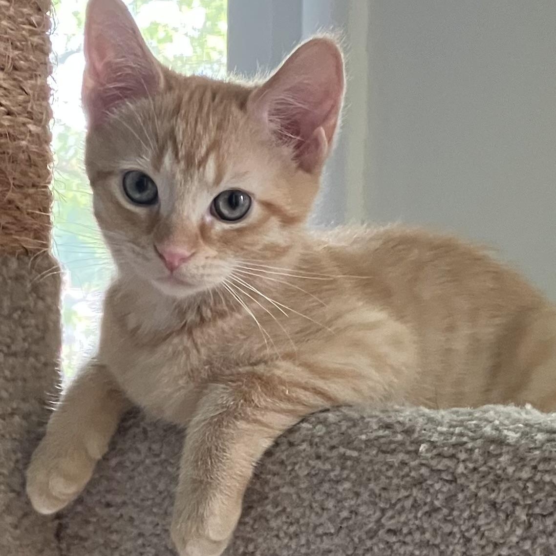 MELON, Adoptable, Kitten Female American Shorthair & Domestic Short Hair.