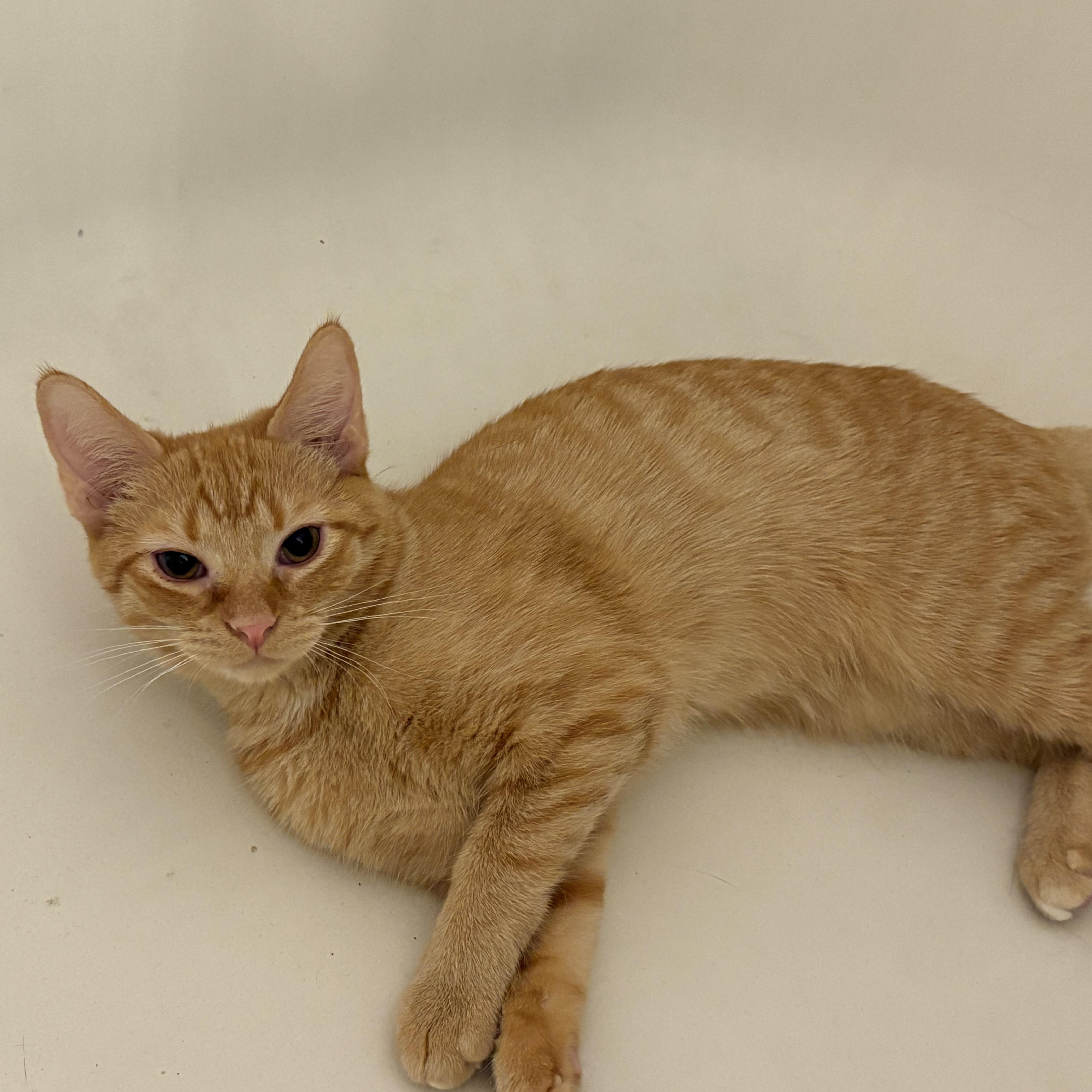 MELON, Adoptable, Adult Female American Shorthair & Domestic Short Hair.