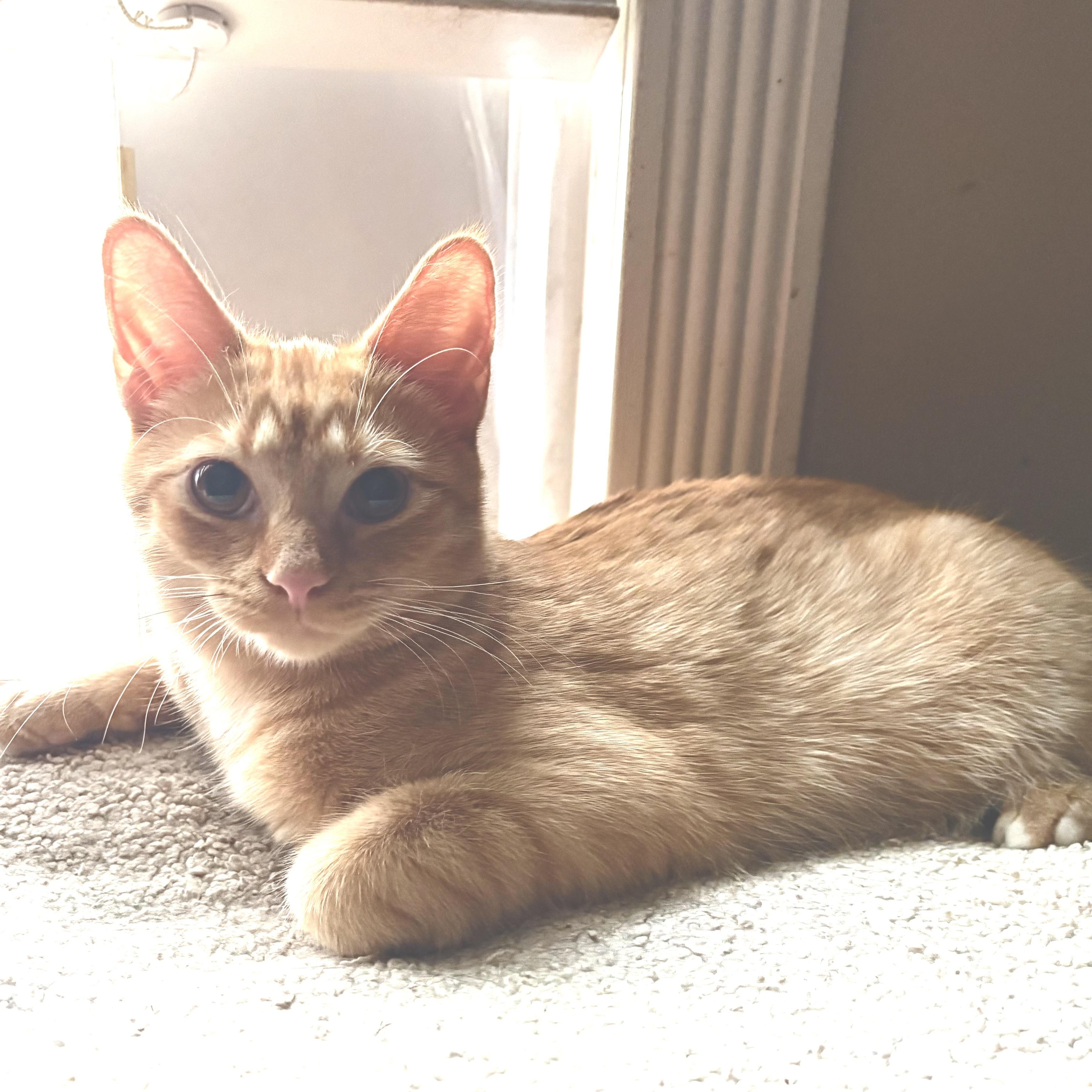Enlarge MELON, a Adoptable mixed breed in Columbus, OH image 2/5