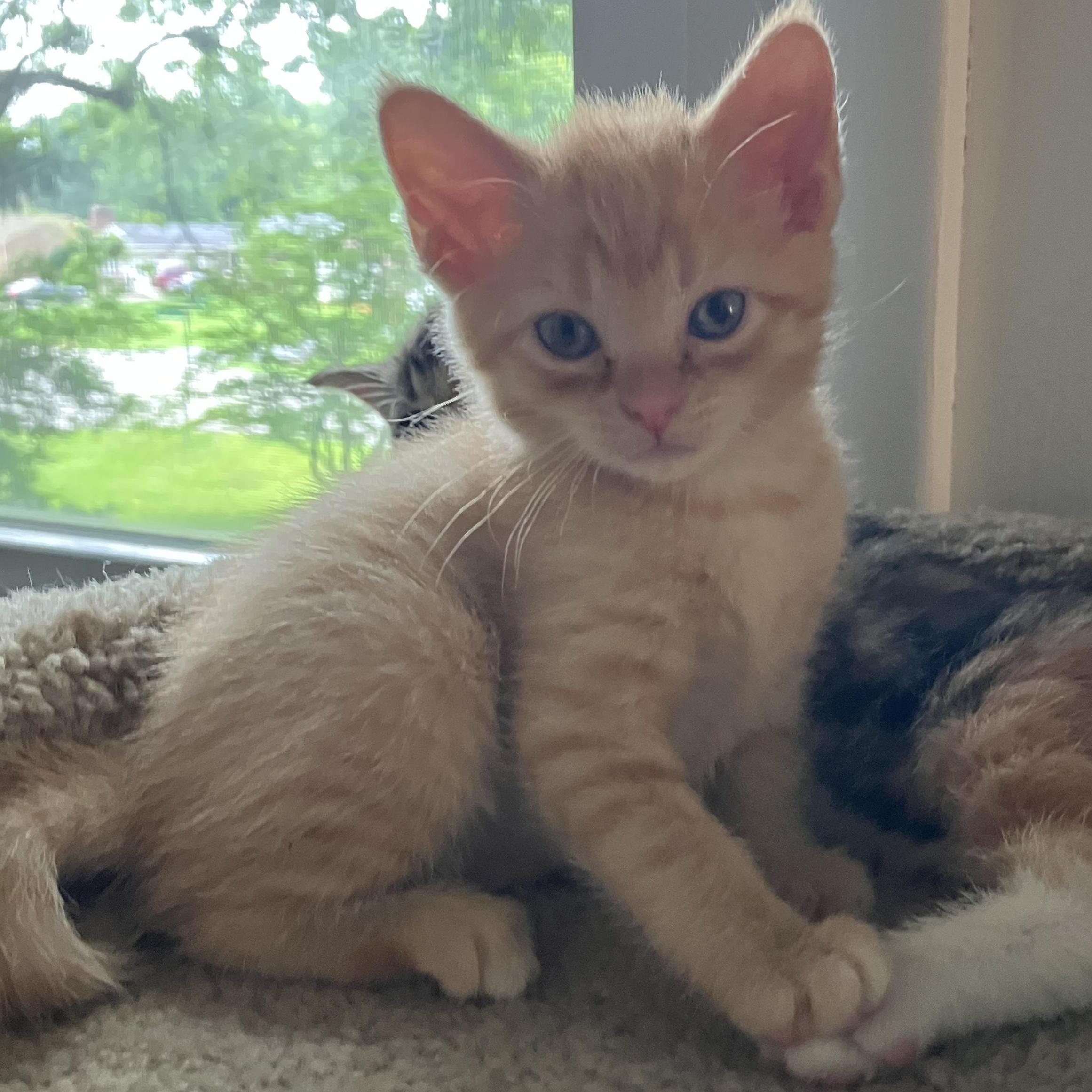 MELON, a Adoptable mixed breed in Columbus, OH image 4/5