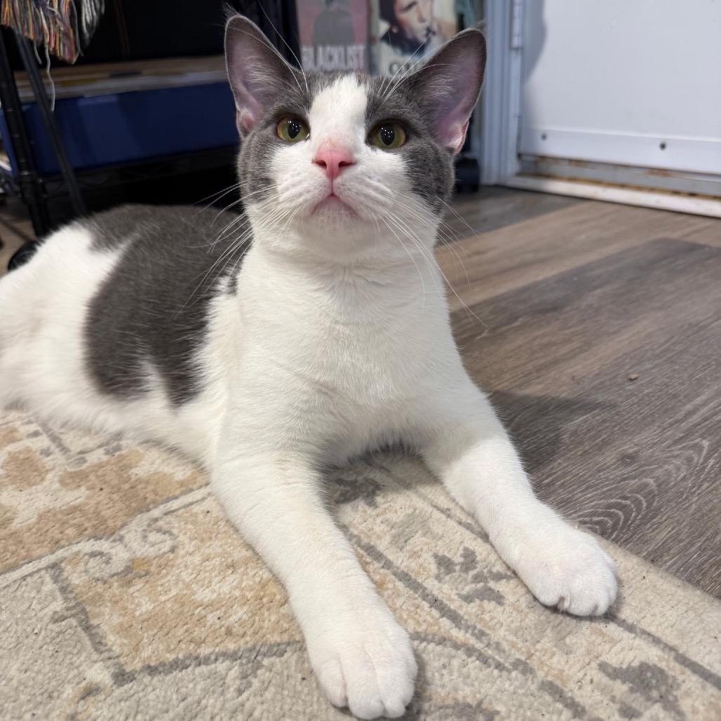 Ash, Adoptable, Young Male Domestic Short Hair.