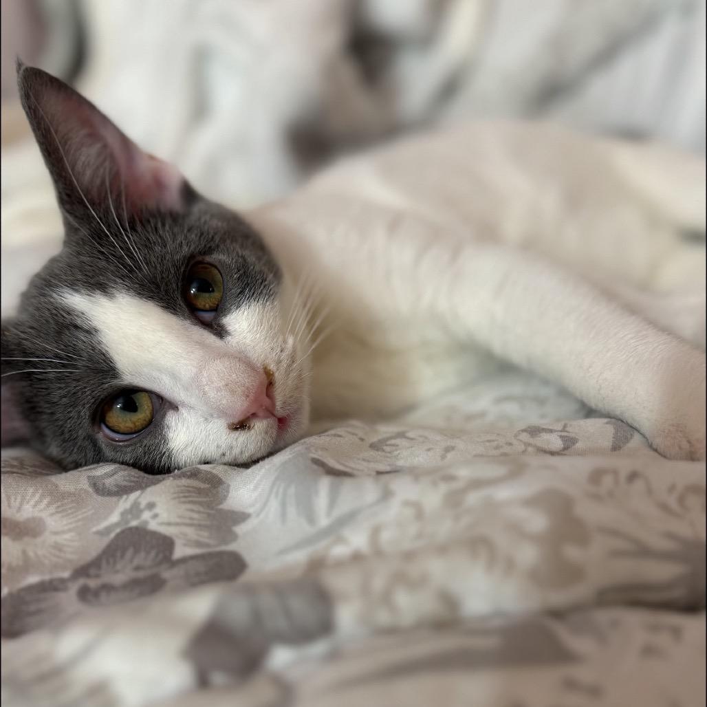 Ash, a Adoptable Domestic Short Hair in Mount Laurel, NJ image 2/3