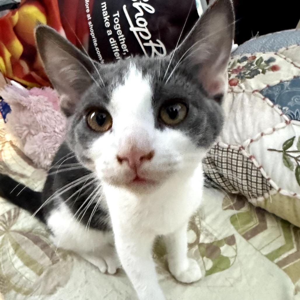 Ash, a Adoptable Domestic Short Hair in Mount Laurel, NJ image 3/3