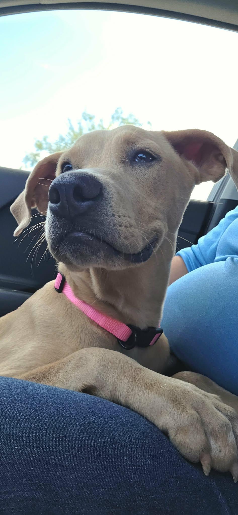 Enlarge Bonnie, a Adoptable mixed breed in Manchester, NH image 2/3