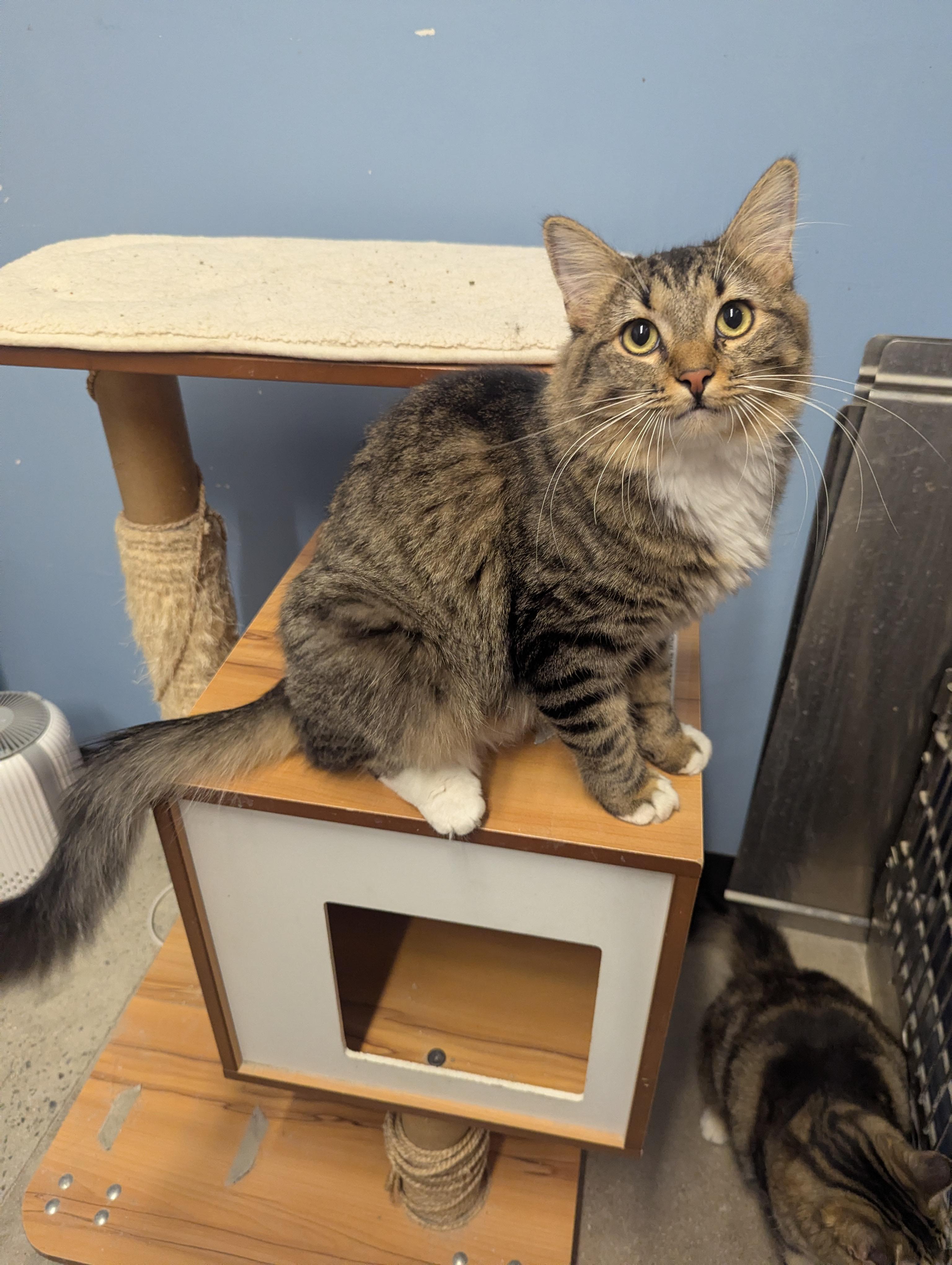 Enlarge GG, a ADOPTABLE Domestic Short Hair in Fullerton, CA image 1/3