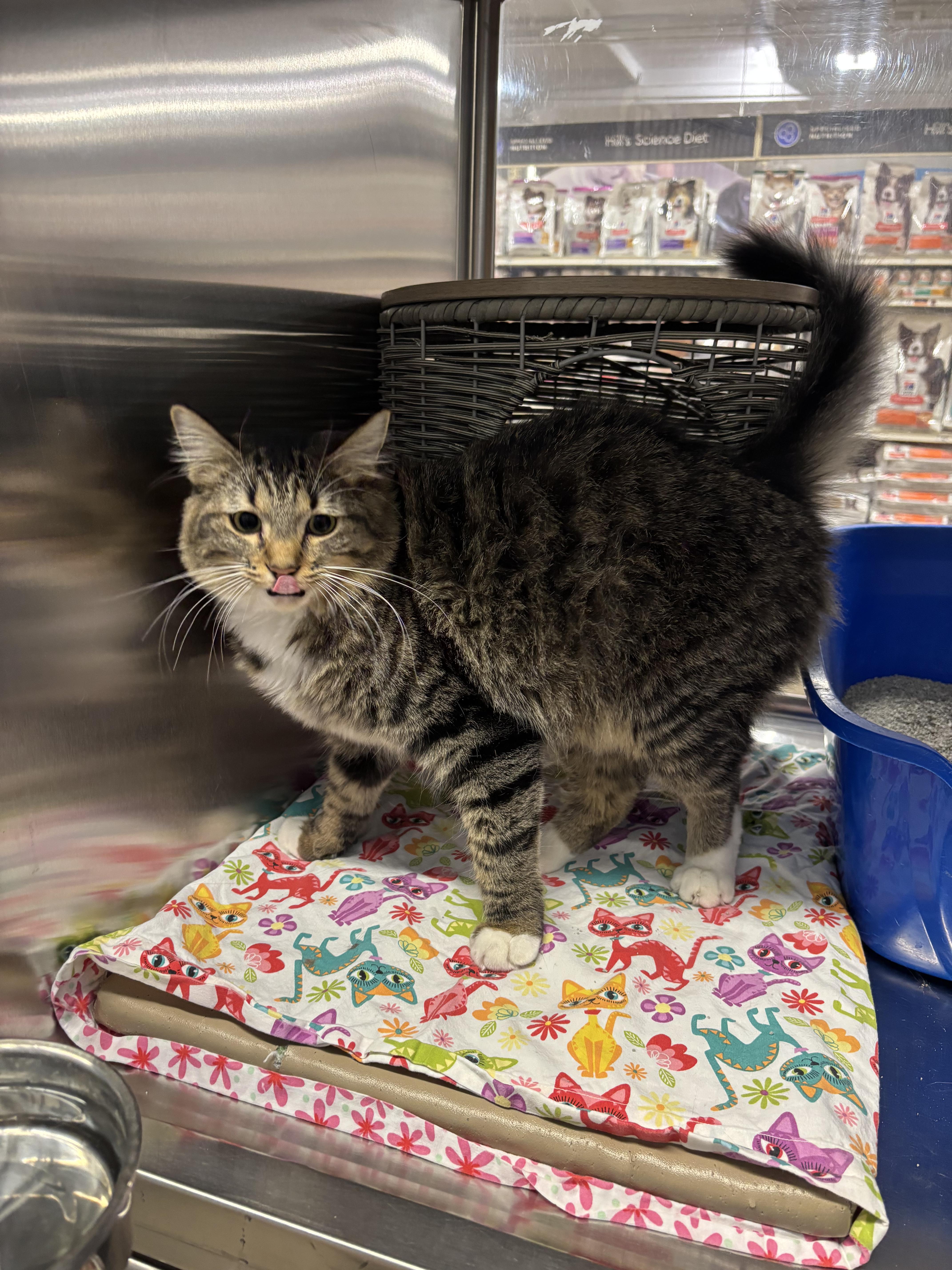 Enlarge GG, a ADOPTABLE Domestic Short Hair in Fullerton, CA image 2/3