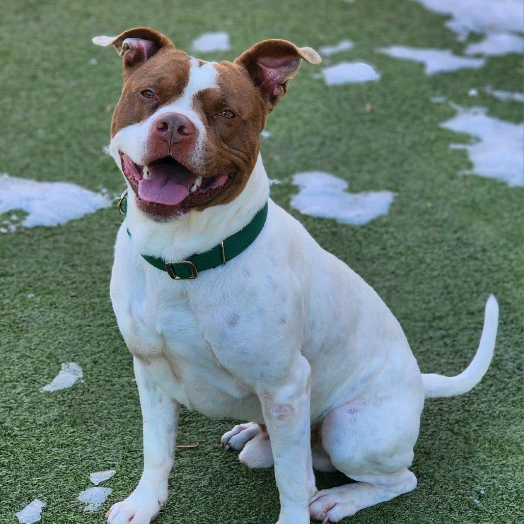 Melo, Adoptable, Adult Male Pit Bull Terrier.