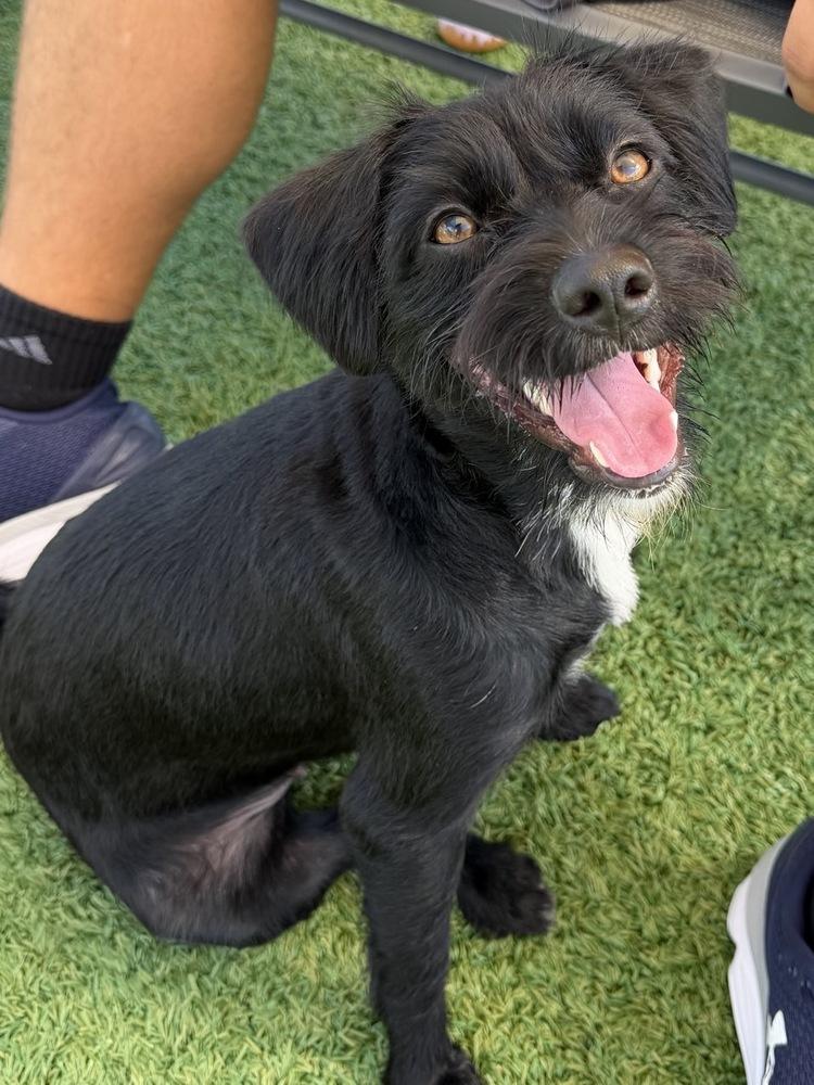 Enlarge Moxie, a Adoptable mixed breed in Winter Garden, FL image 2/6