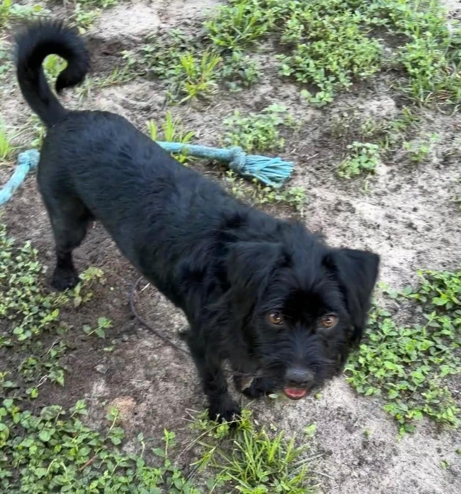 Enlarge Moxie, a Adoptable mixed breed in Winter Garden, FL image 3/6