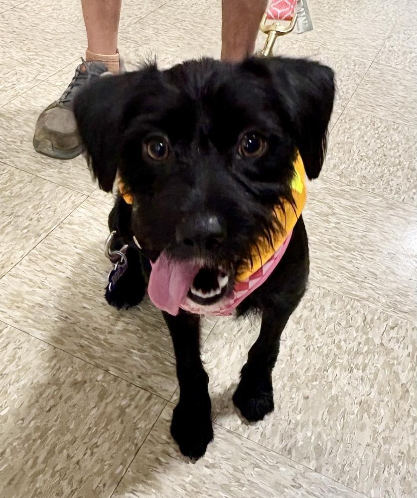 Enlarge Moxie, a Adoptable mixed breed in Winter Garden, FL image 4/6