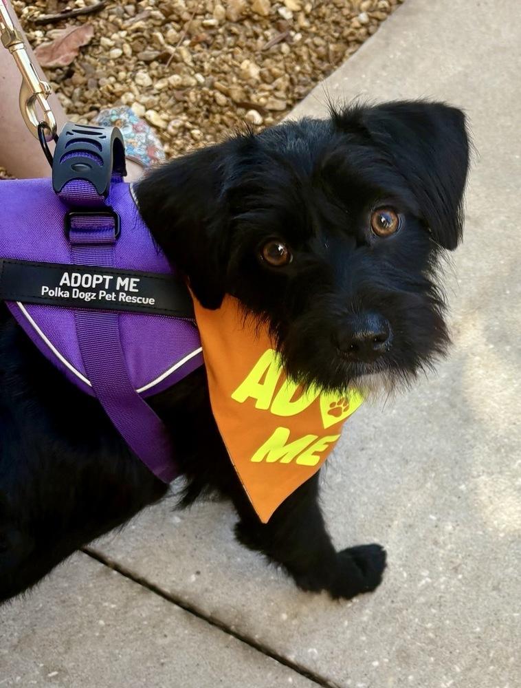Enlarge Moxie, a Adoptable mixed breed in Winter Garden, FL image 6/6