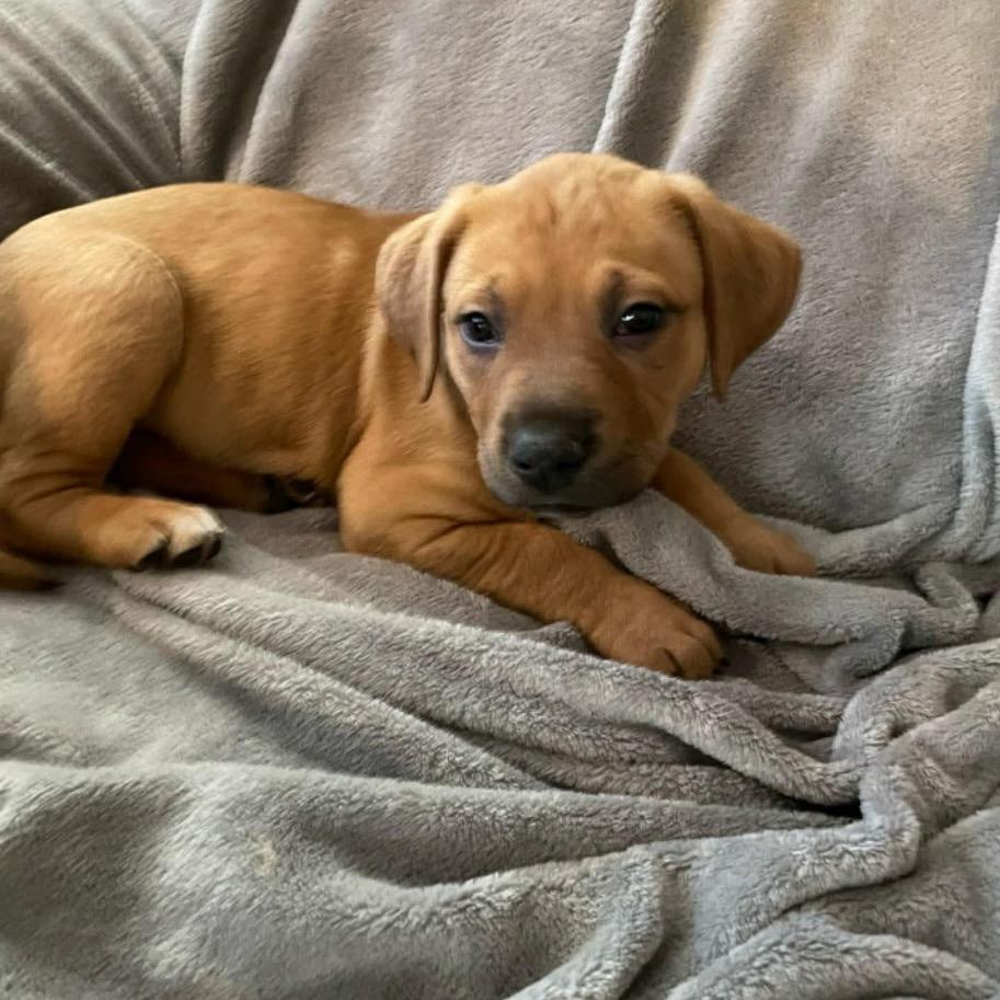 Enlarge Red, an adopted mixed breed in Perrysburg, OH image 1/1