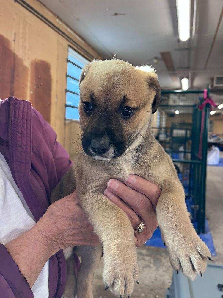 Columbia, a Adoptable mixed breed in Calgary, AB image 2/2