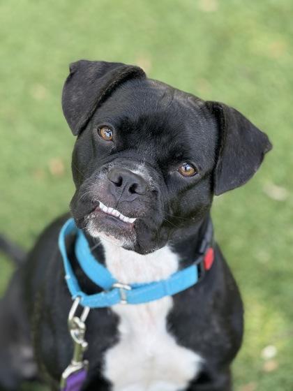 Shadowheart - 1, a Adoptable mixed breed in Daytona Beach, FL image 1/3