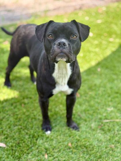 Shadowheart - 1, a Adoptable mixed breed in Daytona Beach, FL image 2/3