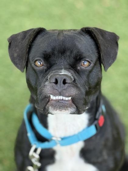 Shadowheart - 1, a Adoptable mixed breed in Daytona Beach, FL image 3/3