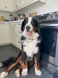 Rocky & Stella, a Adoptable mixed breed in Oakville, ON image 2/6