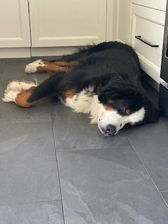 Rocky & Stella, a Adoptable mixed breed in Oakville, ON image 3/6